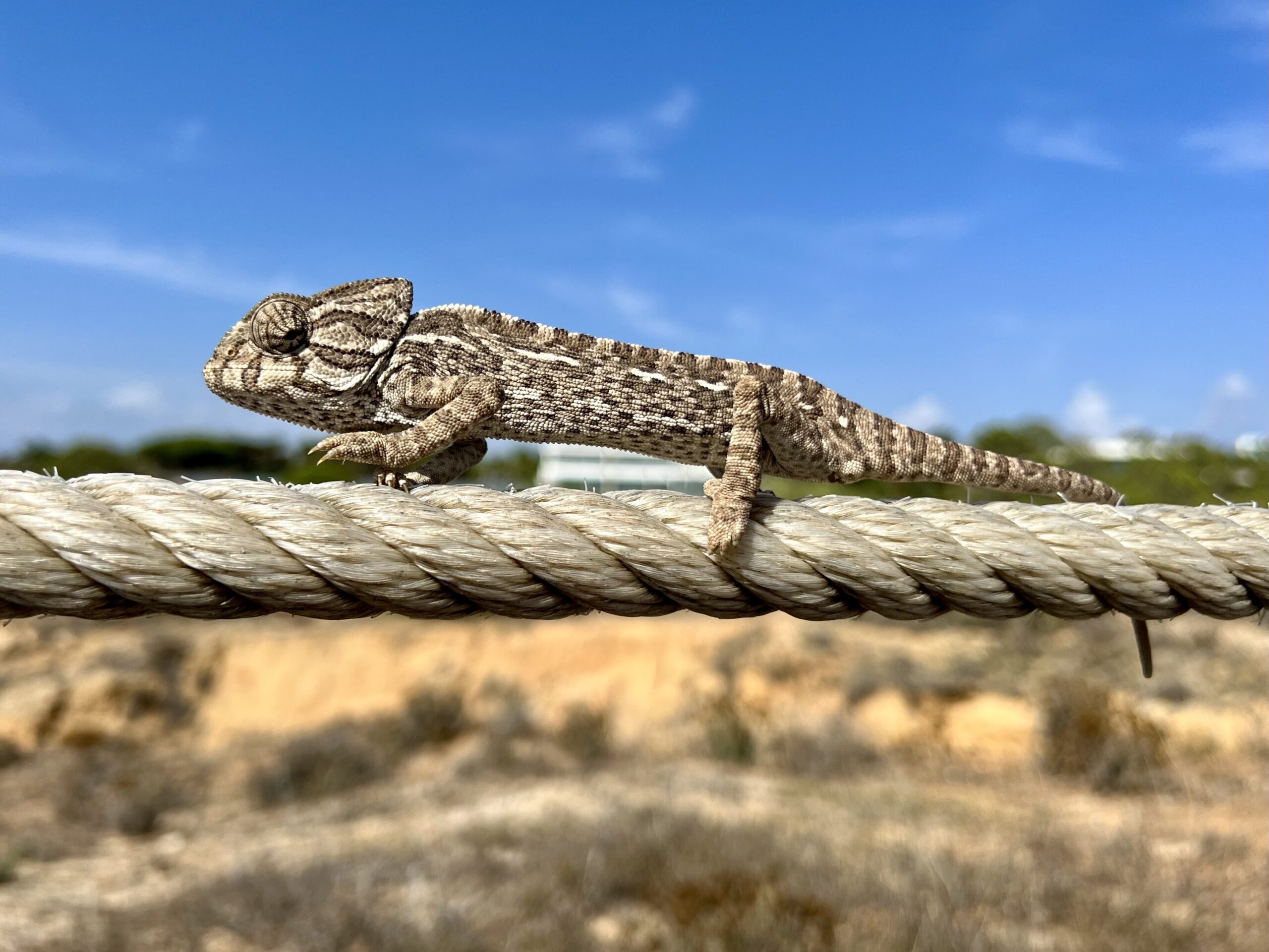 Chameleon perched on the rope of a wooden pathway at Salgados beach