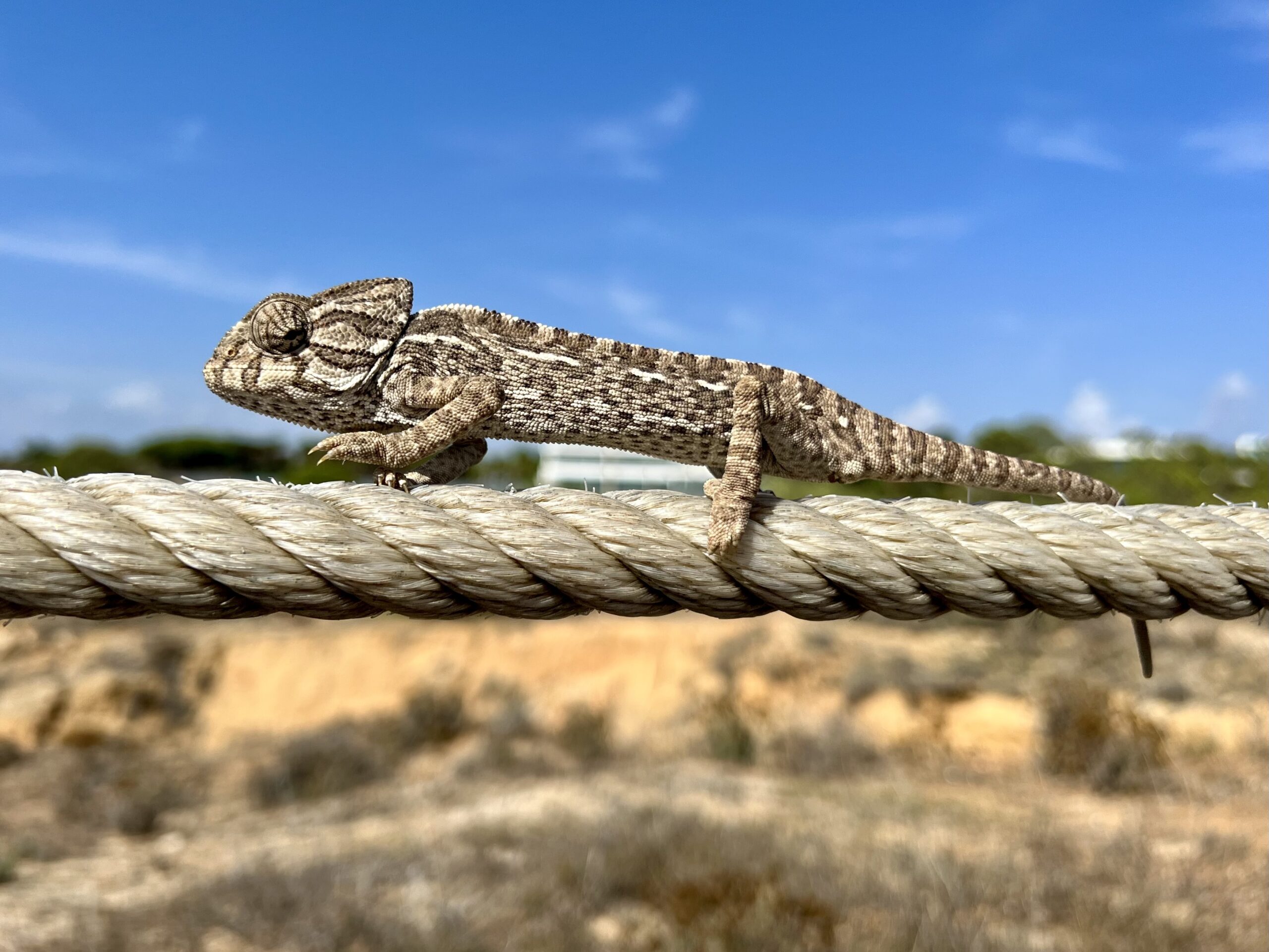 Camaleão agarrado a corda no passadiço de madeira na Praia dos Salgados, Albufeira