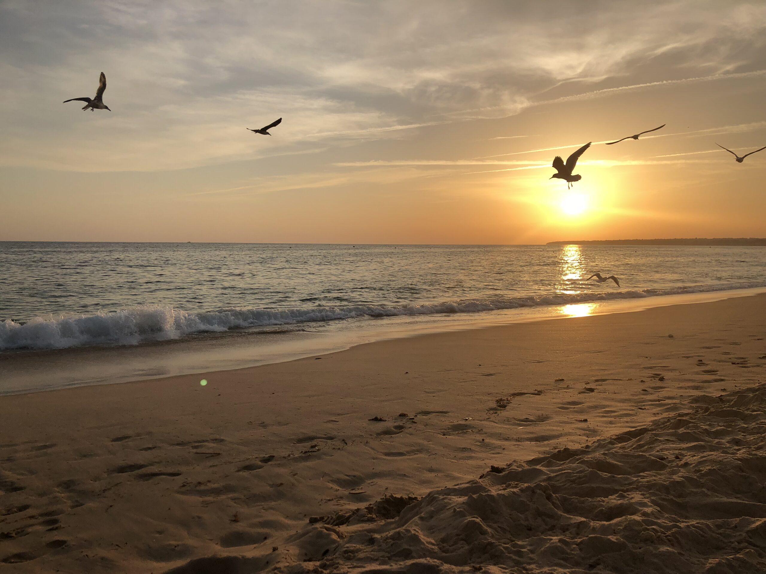 Gaivotas voando ao pôr do sol na Praia dos Salgados, Albufeira, Algarve